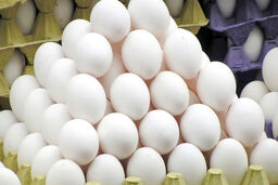 بعد از حذف ارز دولتی، قیمت تخم مرغ چقدر می شود؟