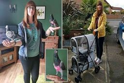 زندگی لوکس یک جفت کبوتر در لندن+عکس