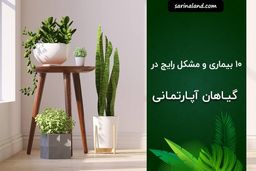 10 بیماری و مشکل رایج در گیاهان آپارتمانی