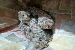 نامگذاری فرزندان «ایران» با مشارکت مردم