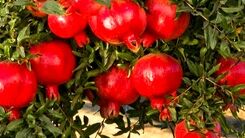 پوست انار را دور نریزید + جزئیات مهم
