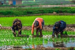 قیمت جدید برنج ایرانی در بازار | قیمت برنج شمال کیلویی چند؟ + جدول 