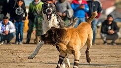مرگ خونین پسربچه ۸ ساله وسط دعوای سگ‌ها