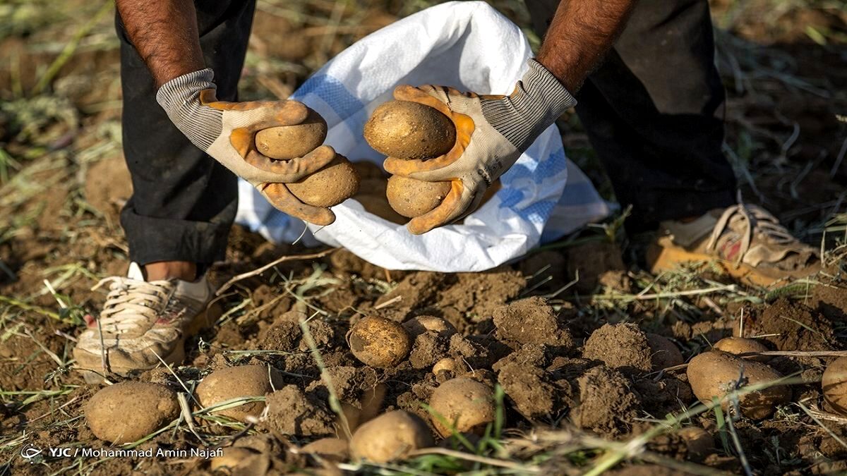 قیمت سیب‌زمینی هم قیمت گوشت ۹سال قبل شد!