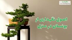اصول نگهداری از بونسای در منزل