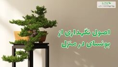 اصول نگهداری از بونسای در منزل