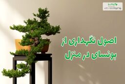 اصول نگهداری از بونسای در منزل