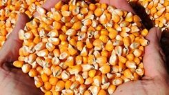 حمله حشرات به کالاهای اساسی وارد شده با ارز ترجیحی