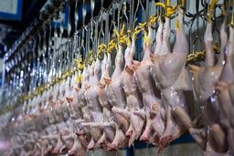 جدیدترین قیمت مرغ بسته بندی در بازار | فیله ساده مرغ کیلویی چند شد ؟