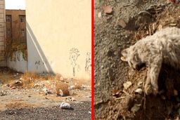 جزییات ماجرای قتل عام گربه های شهرزیبا | مجازات زن قاتل گربه‌ها چیست ؟ 