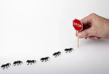 راه تضمینی برای دفع مورچه از خانه | فراری دادن مورچه با یک ادویه محبوب خانگی | چگونه مورچه ها را از خانه فراری دهیم؟