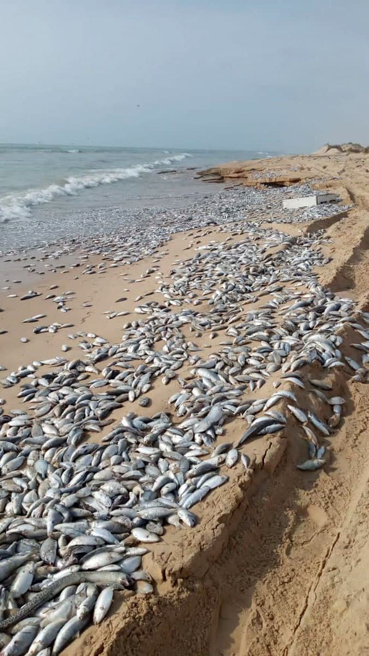 اتفاق باورنکردنی در ساحل چابهار بعد از طوفان حارهای شاهین +عکس