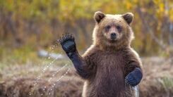 تصادف وحشتناک خرس قهوه ای با خودرو سواری ! 