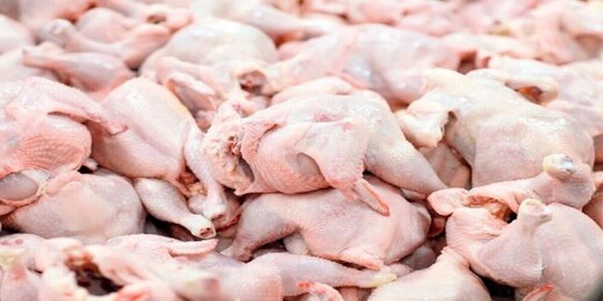 قیمت جدید مرغ | برای ارزانی مرغ فقط یک هفته صبر کنید