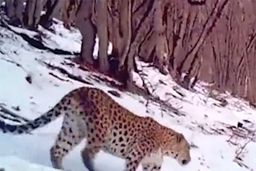 جدیدترین عکس از «ایران» و سه‌قلوهایش+فیلم 