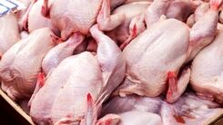 قیمت مرغ دوباره بالا می رود؟