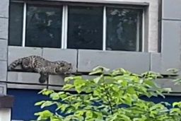 لو رفتن ابعاد جدید از مرگ پلنگ آواره قائمشهر