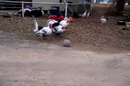 فوتبال بازی کردن بوقلمونها +فیلم