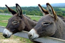 دردسری که الاغ سرگردان برای وانت پراید درست کرد | 2 نفر راهی بیمارستان شدند